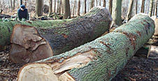 Photo Foxwood